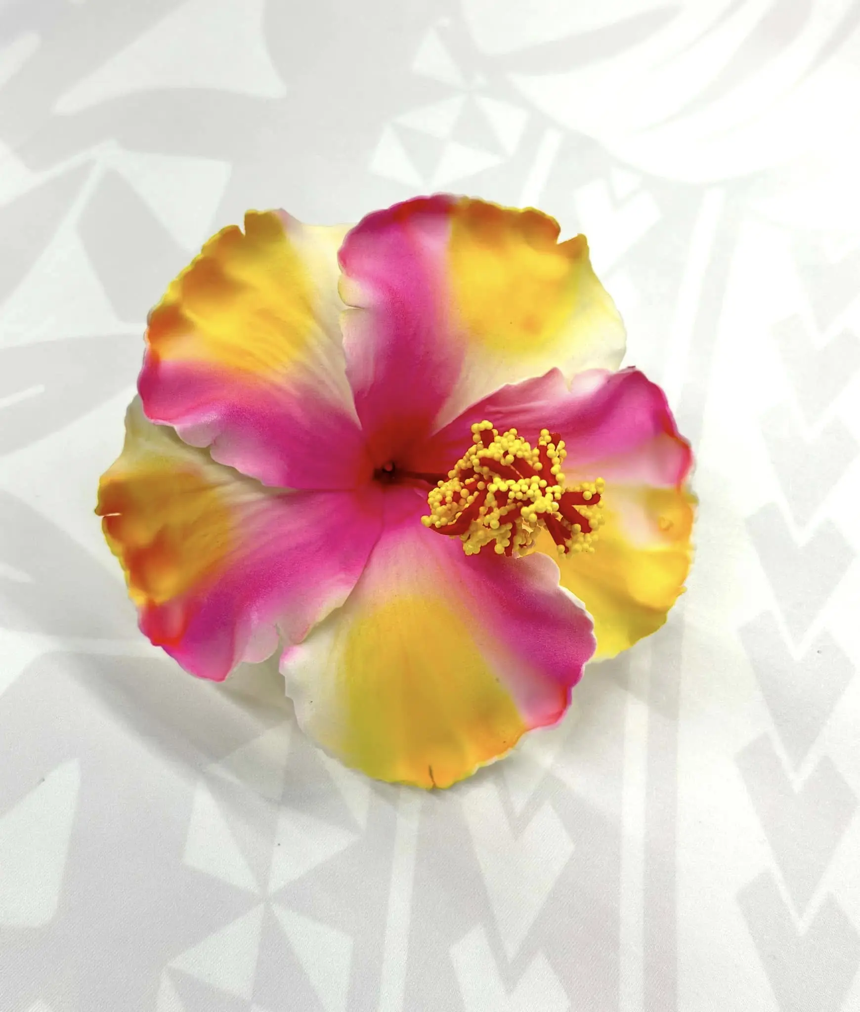 Hibiscus - 13cm